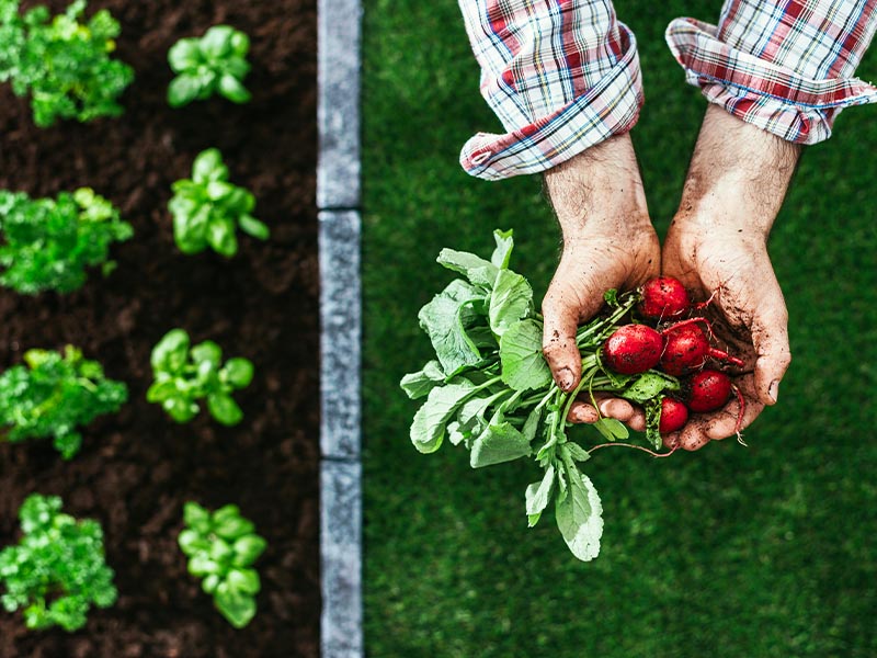 Choosing Organic Farming - Advantages and Disadvantages 1