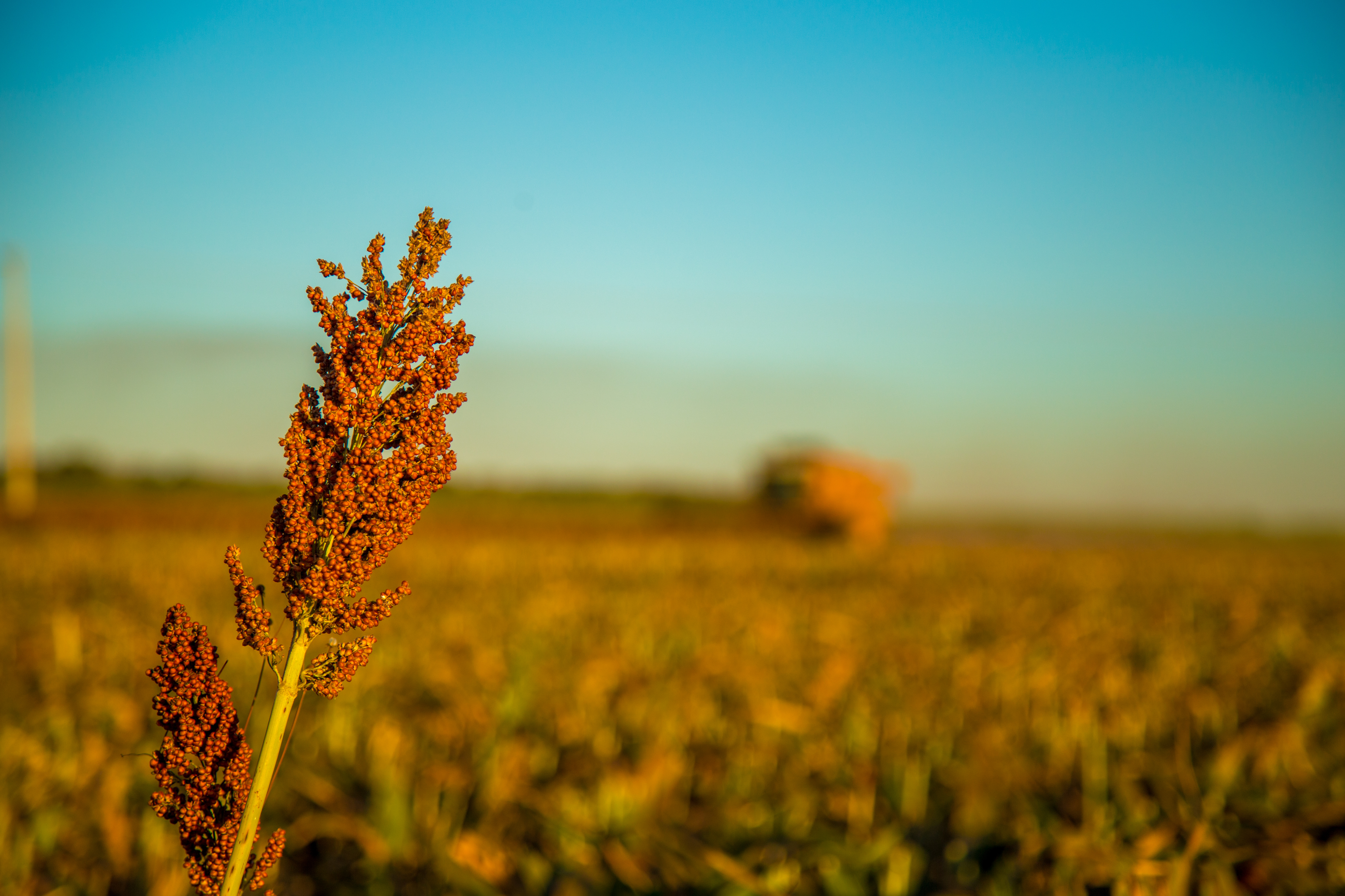 Sorghum: Eine kluge Wahl für weitsichtige Landwirte im Jahr 2024 1