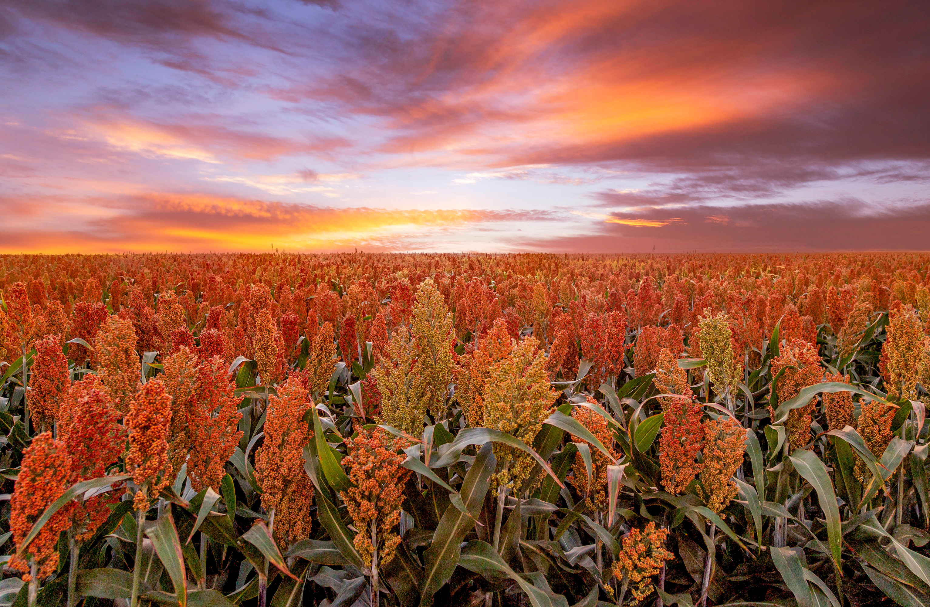 Sorgo: saggio è chi l’ha coltivato nel 2024 3