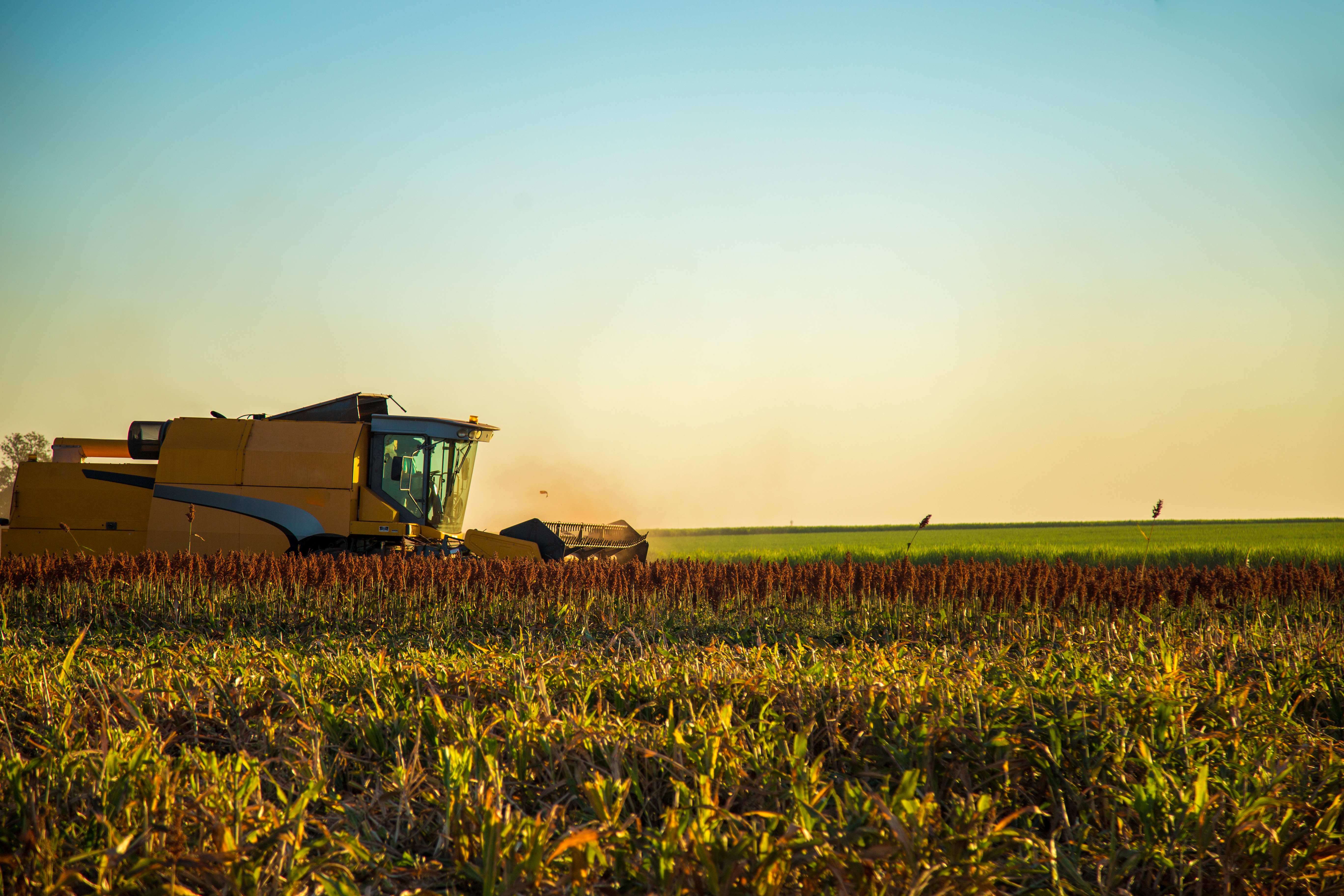 Sorgo: saggio è chi l’ha coltivato nel 2024 1