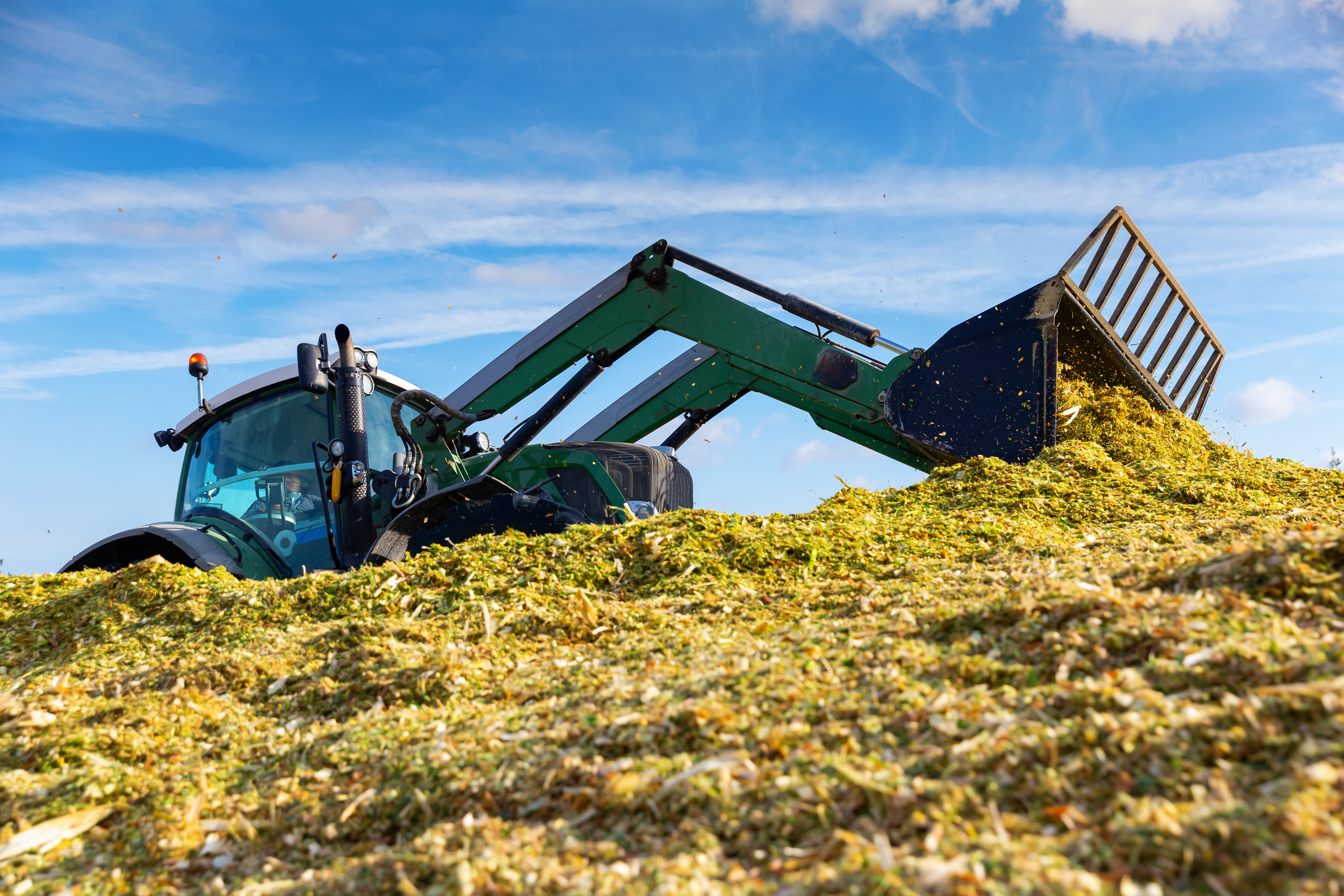 Corn Silage: How to Make It Perfect 1