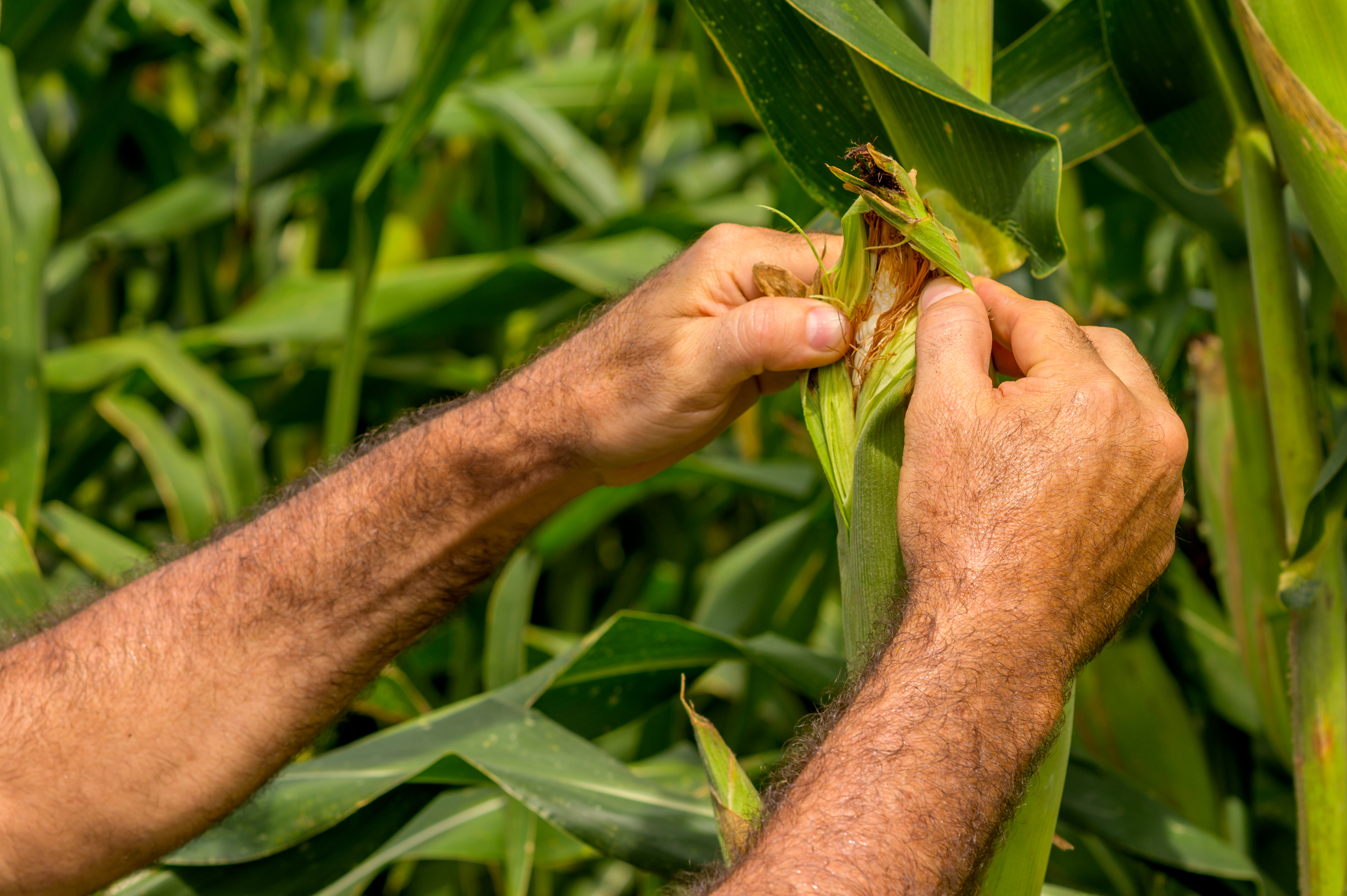 Corn Silage: How to Make It Perfect 3